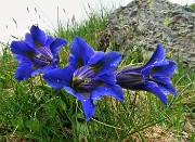 02 Genziane di Koch (Gentiana acaulis)